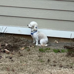 Meet your Posher, Cheli